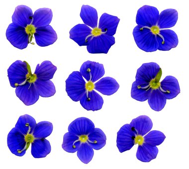 Speedwell çiçekler