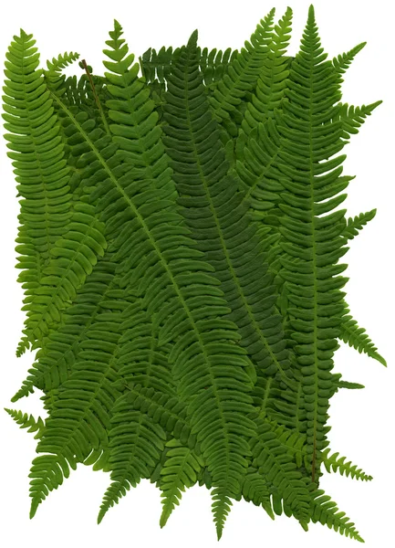 Deer Fern Texture — Stock Photo, Image