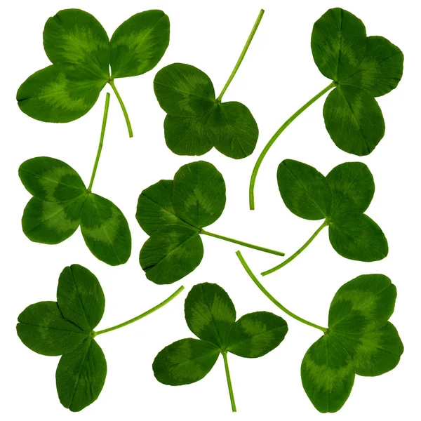 Cloverleaves — Stockfoto