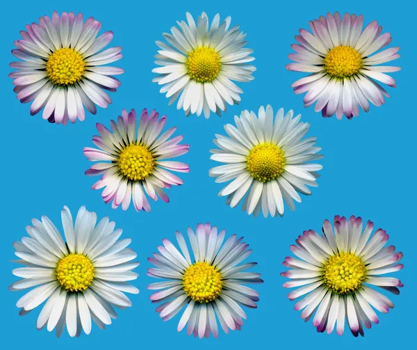 Fiori di margherita blu — Foto Stock