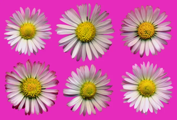 Daisy Blossoms Pink — Stock Photo, Image