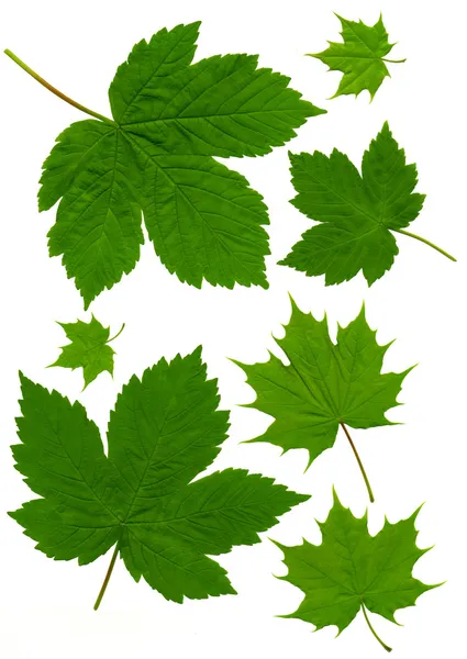 Maple Leaves — Stock Photo, Image