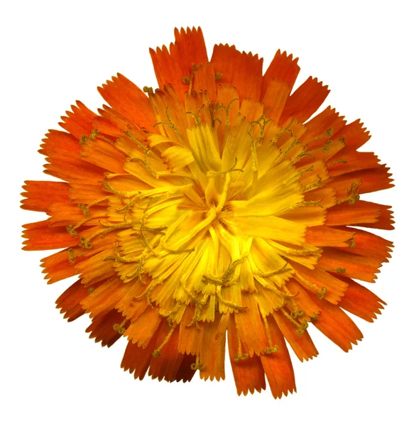 オレンジ ヤナギタンポポ属 3 — ストック写真