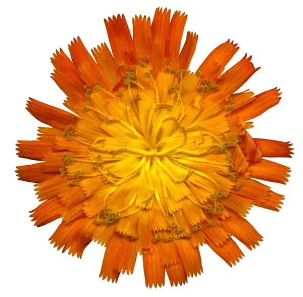 OrangeHawkweed4 — Stock Photo, Image