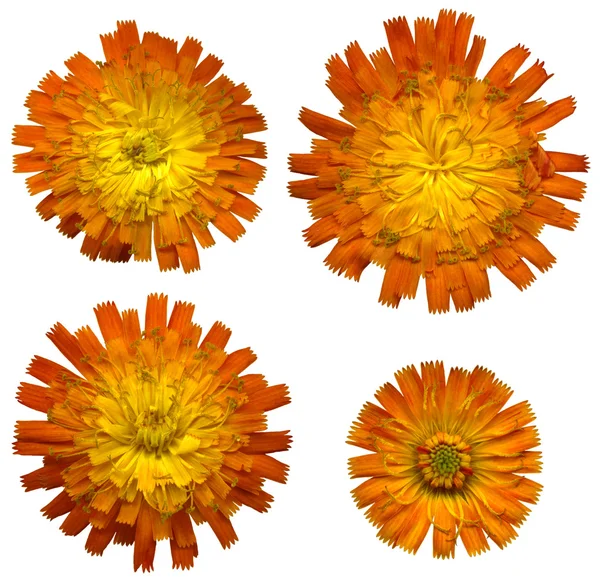 Oranje havikskruid 4 blossoms — Stockfoto