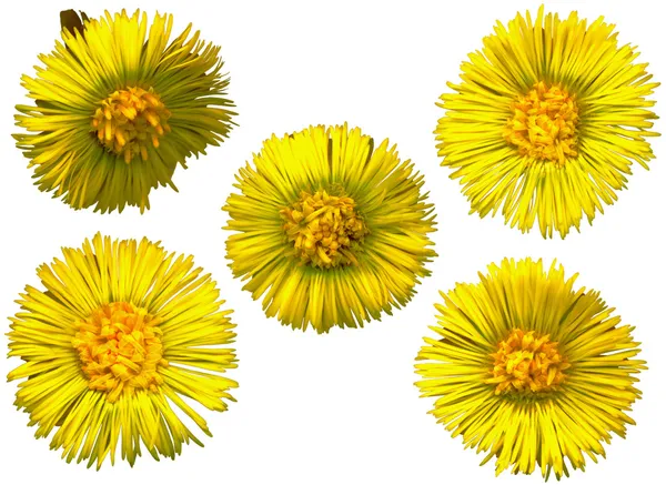 taylar 5 çiçekleri ayak