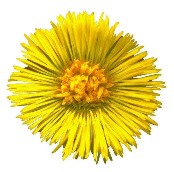 coltsfoot çiçeği 1