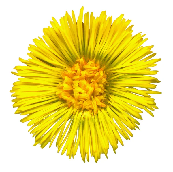 coltsfoot çiçeği 4