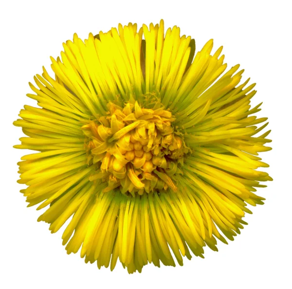 coltsfoot çiçeği 5