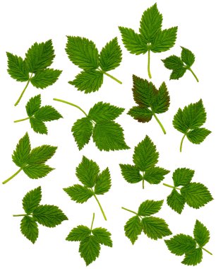 Raspberryleaves