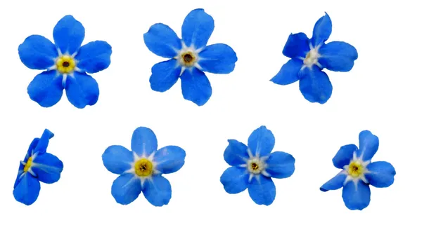 Forgetmenotsblossoms