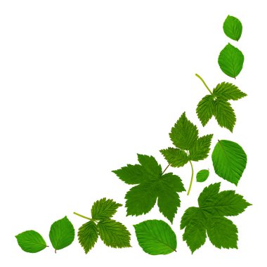 Leafcornerwhite