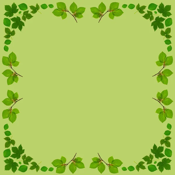 LeafFrameSquareGreen — Stock Photo, Image