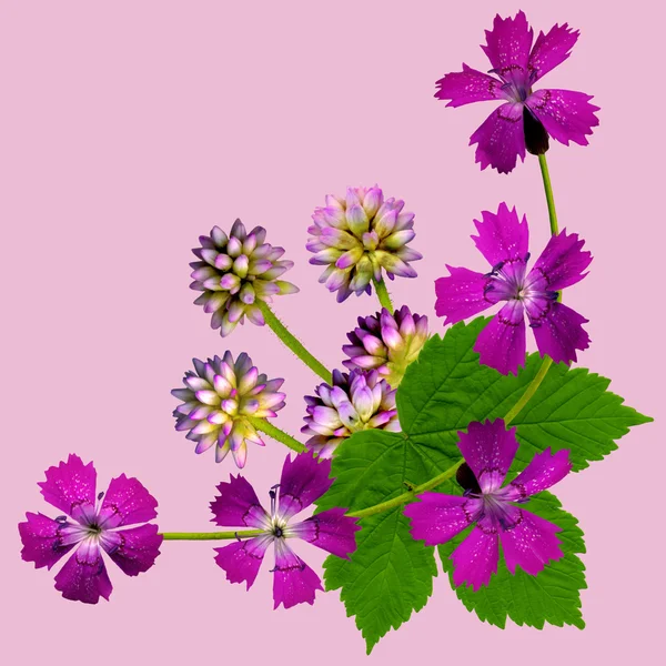 Purpleblossomscornerpink — Stockfoto