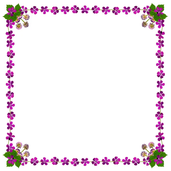 Fiori viola cornice quadrata bianco2 — Foto Stock