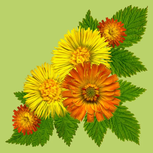 Fiore gialloAngolo verde — Foto Stock
