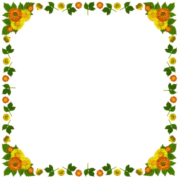 Yellowblossomsframesquarewhite1