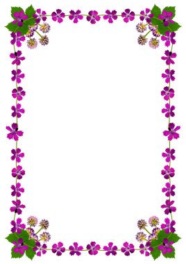 purpleblossomsframedinwhite1