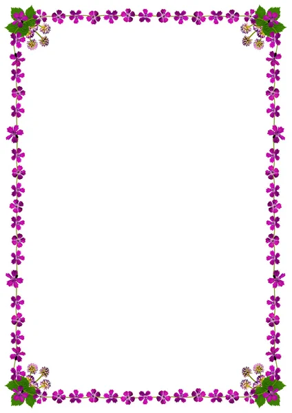 Purpleblossomsframedinwhite2 — Zdjęcie stockowe