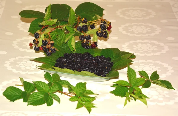 Ramo de hojas de cereza negra — Foto de Stock