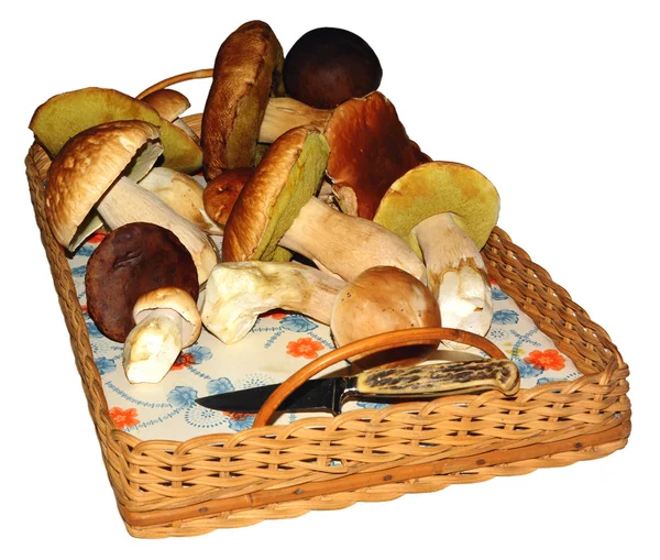 Mushroombasket — стоковое фото