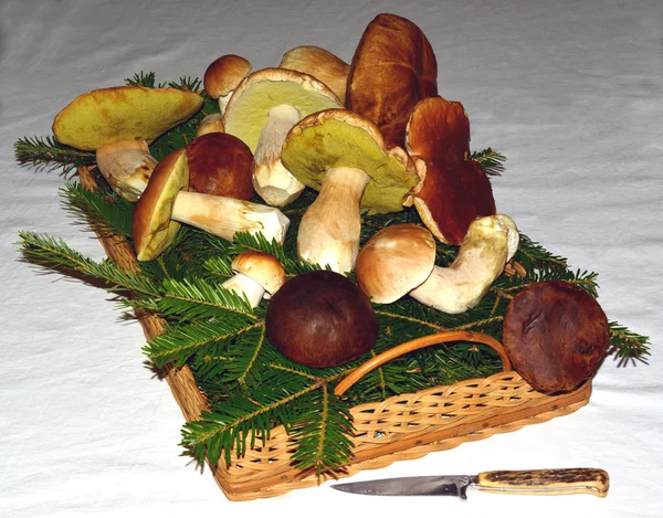 Mushroomfirbasket — Zdjęcie stockowe