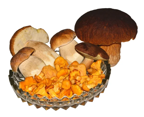 Funghi — Foto Stock