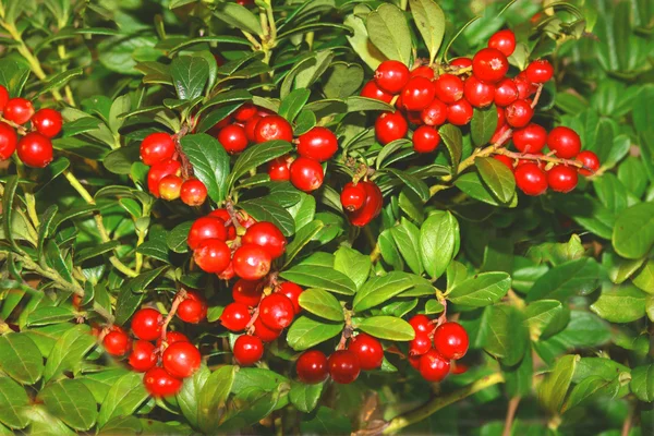 Lingonberries — Stock Photo, Image