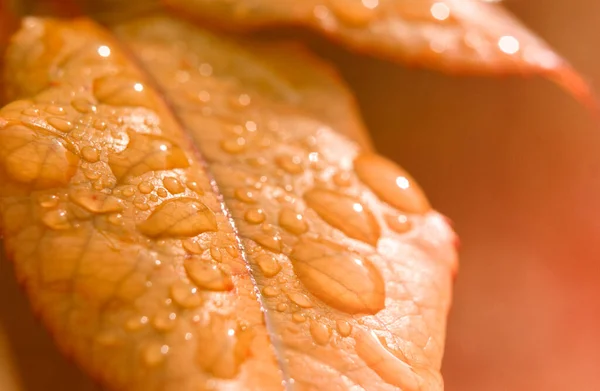 Gocce Pioggia Una Foglia Arancione Autunno Concetto Luce Dorata — Foto Stock