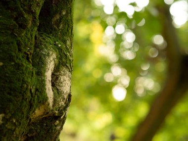 Yosun dolu ağaç gövdesine yakın çekim. bokeh doğa arkaplanı.