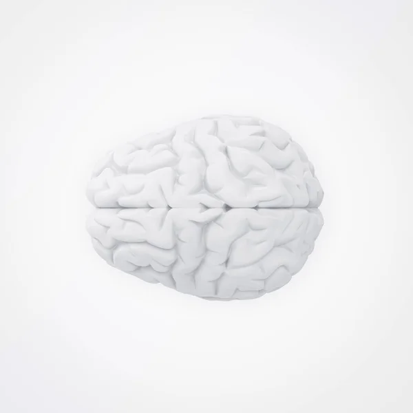 Brain Top View White Background Minimal Backdrop Rendering — Stock Photo, Image