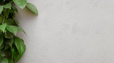 Beyaz arka planda bitki yaprakları var. Asgari ekoloji.