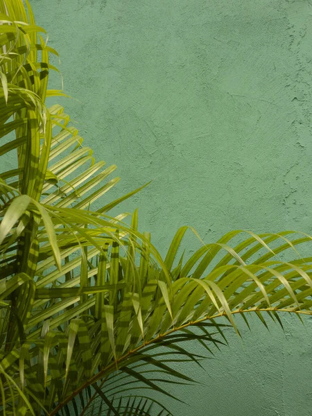 Renkli yeşil duvar arka planında palmiye yaprakları. Tropik bitki.
