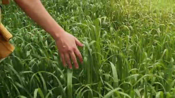 Женщина Ходит Трогает Кукурузные Растения Концепция Релаксации — стоковое видео
