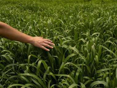 Kadın tarlada yürürken bitkilere dokunuyor. Huzur kavramı.