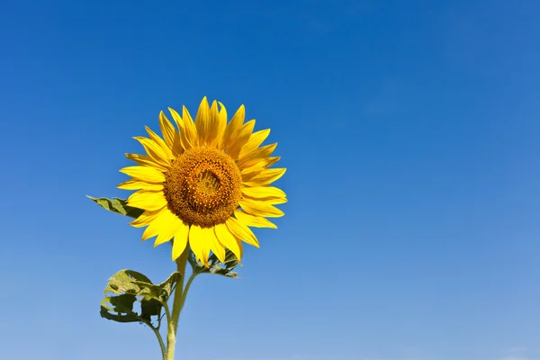 Sonnenblume am blauen Himmel — Stockfoto