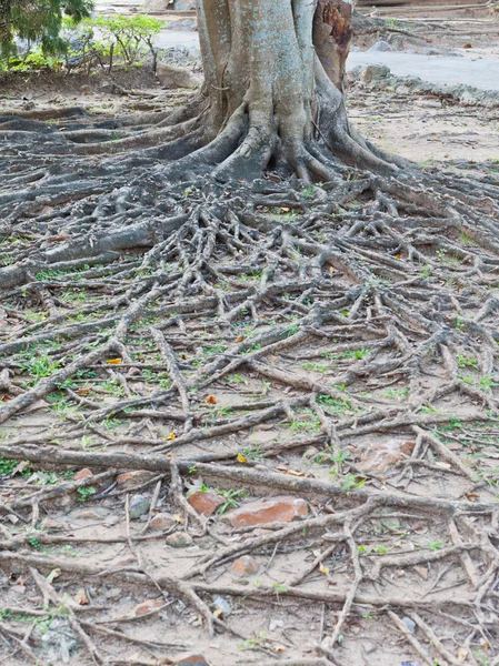 Tropický strom kořenový — Stock fotografie
