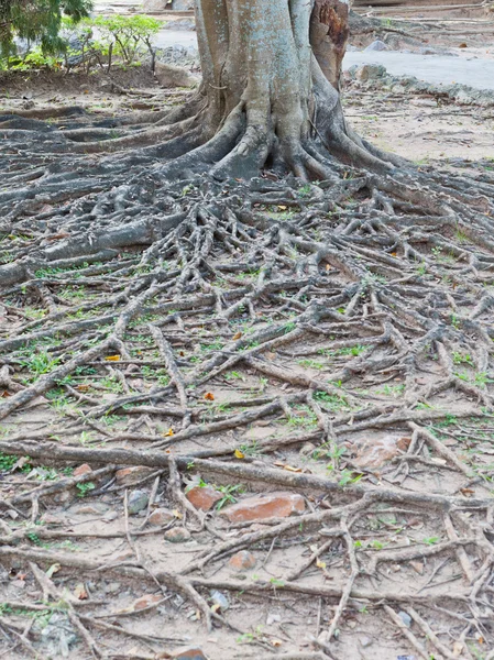 Raíz de árbol tropical —  Fotos de Stock