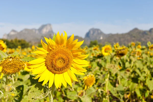 Sonnenblumenfeld mit Berg und blauem Himmel — Stockfoto
