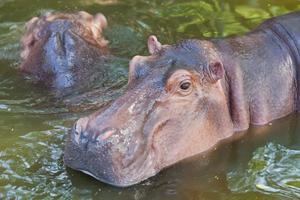 Nilpferd im Wasser — Stockfoto