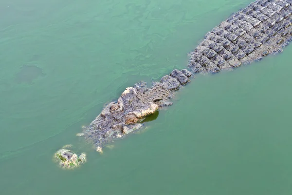 Krokodil in groene vijver — Stockfoto