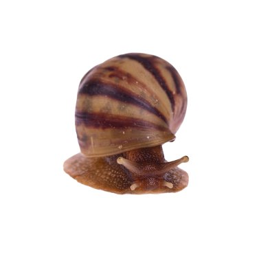 Beyaz arka plan üzerinde izole salyangoz (Amphidromus)