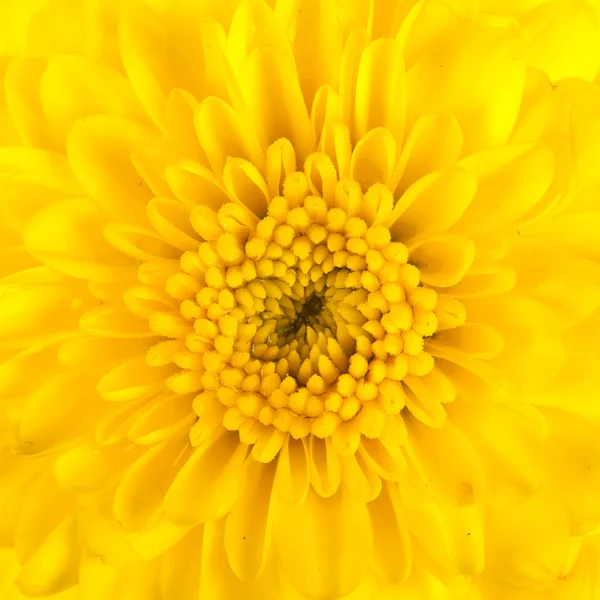 Beyaz arkaplanda sarı kasımpatı izole — Stok fotoğraf
