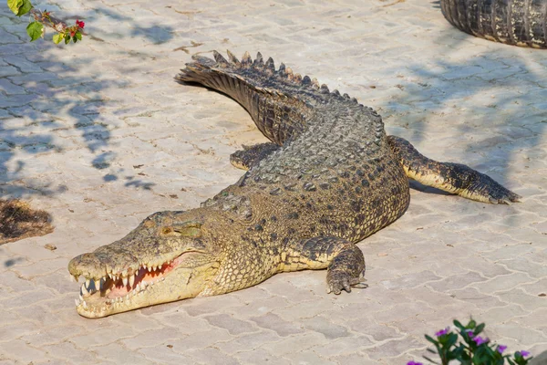 Krokodil — Stockfoto