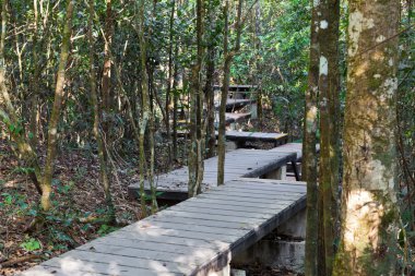 Ormandaki tahta patika.