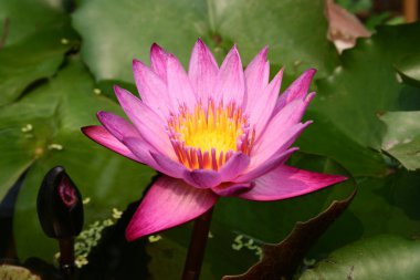 Mor çiçek açan lotus