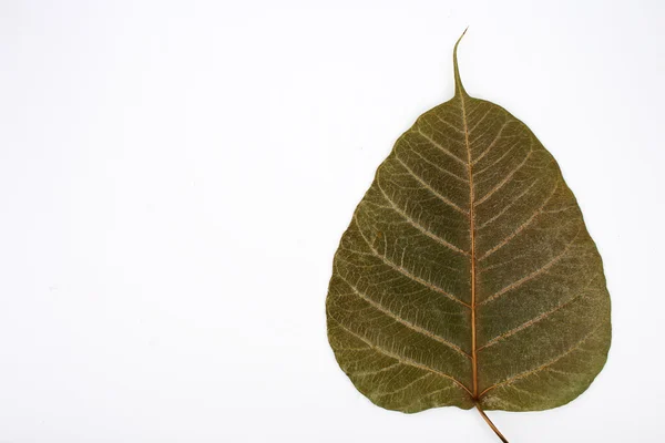 Droog blad geïsoleerd op witte achtergrond — Stockfoto