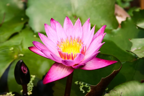 Floración de loto púrpura —  Fotos de Stock