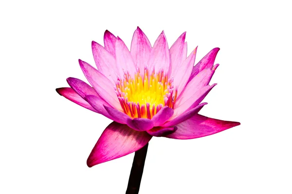 Purple Lotus Blooming Isolated on White Background — Stock Photo, Image