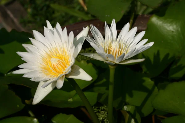 Two White Lotus Blooming — Stock Photo, Image